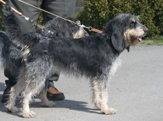 Griffon bleu de Gascogne